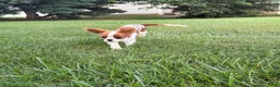 Cavalier King Charles Spaniel dogs for sale: Liam Cavalier King Charles Spaniel Puppy  - Ad 4