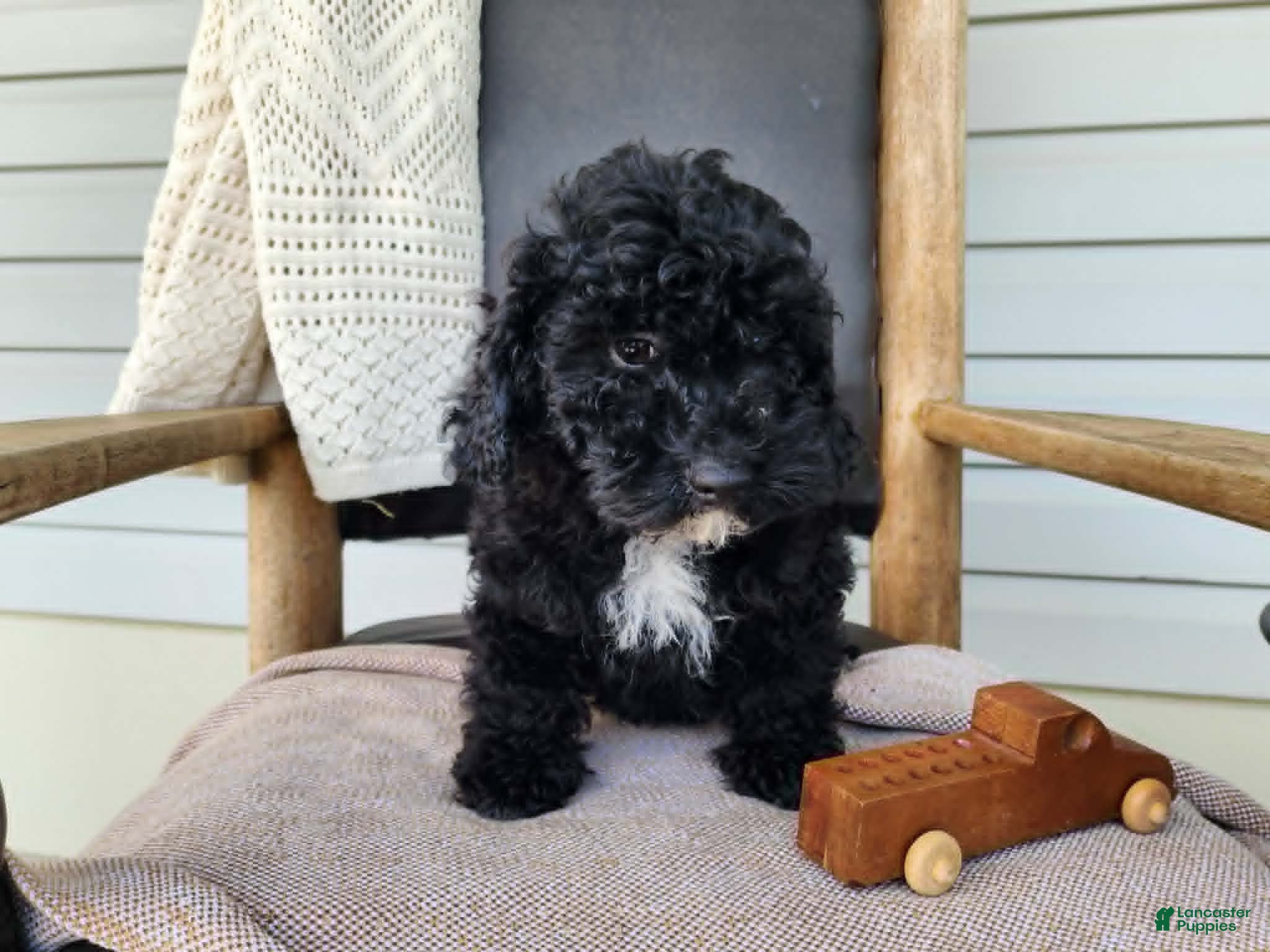 Mini Bernedoodle dogs Brock - Ad 3