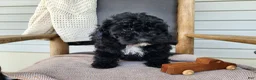 Mini Bernedoodle dogs for sale: Brock - Ad 1