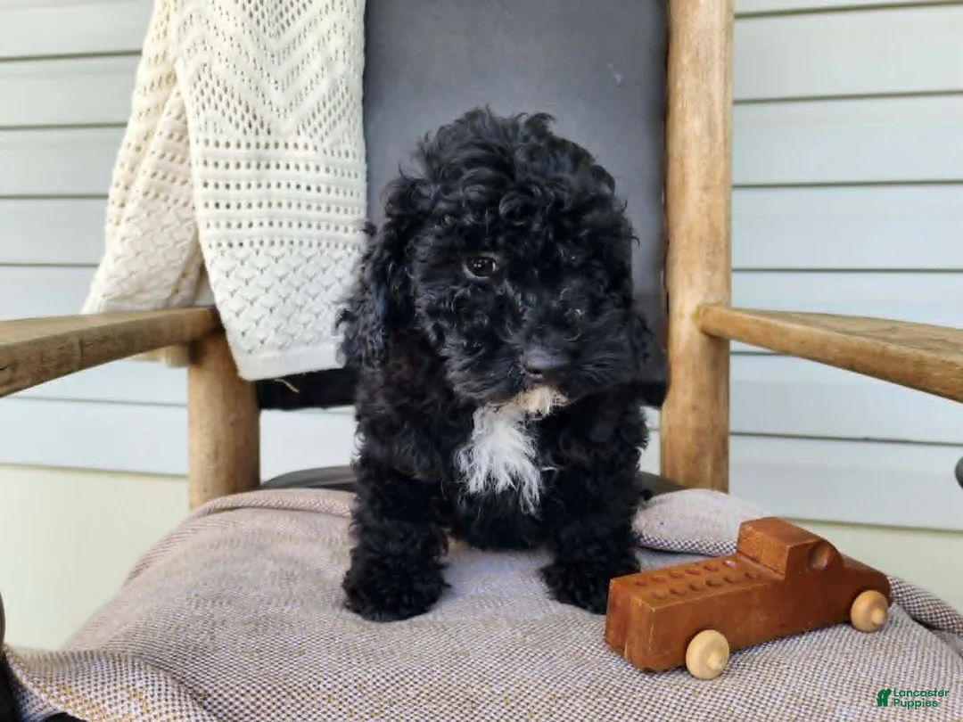 Mini Bernedoodle dogs for sale: Brock - Ad 1