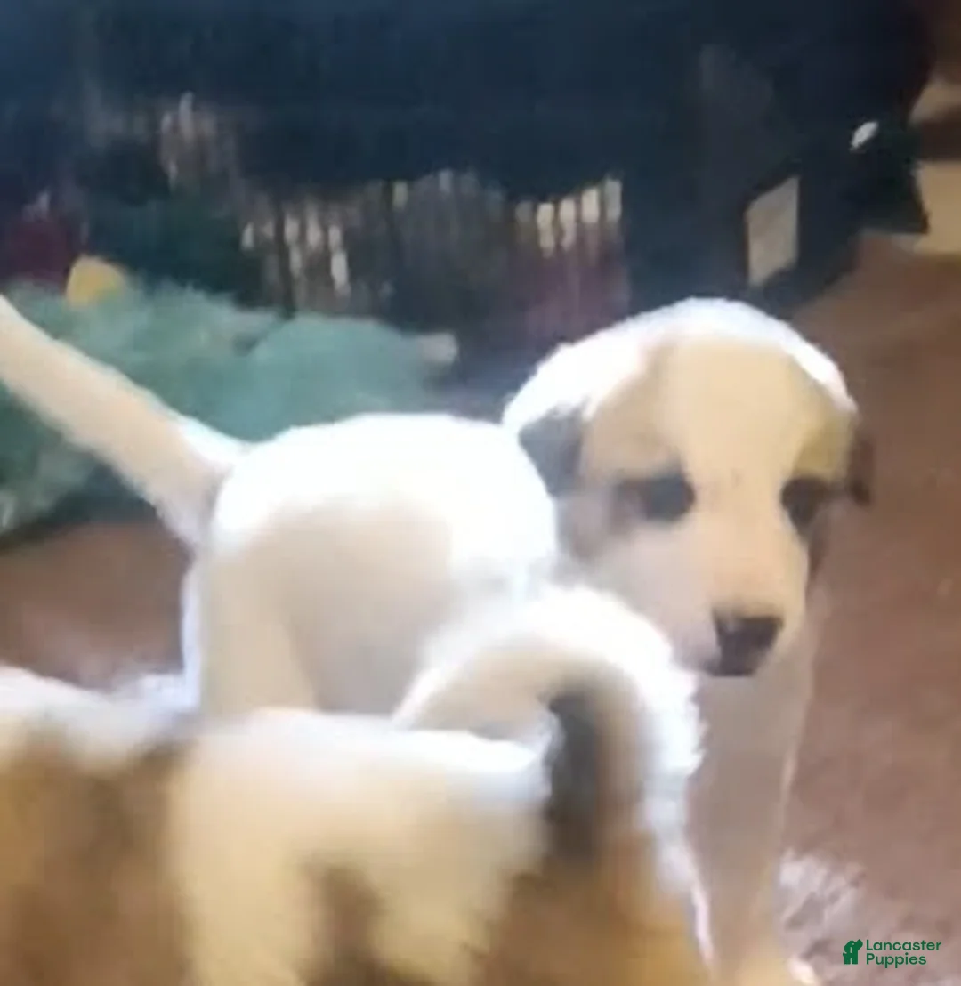 Mixed Breed dogs for sale: Possum Girl  - Ad 2