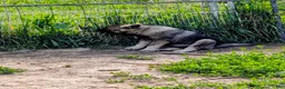 Norwegian Elkhound dogs for sale: RED COLLAR - Ad 9