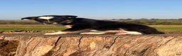 Australian Cattle Dog dogs for sale: Sundance  - Ad 3