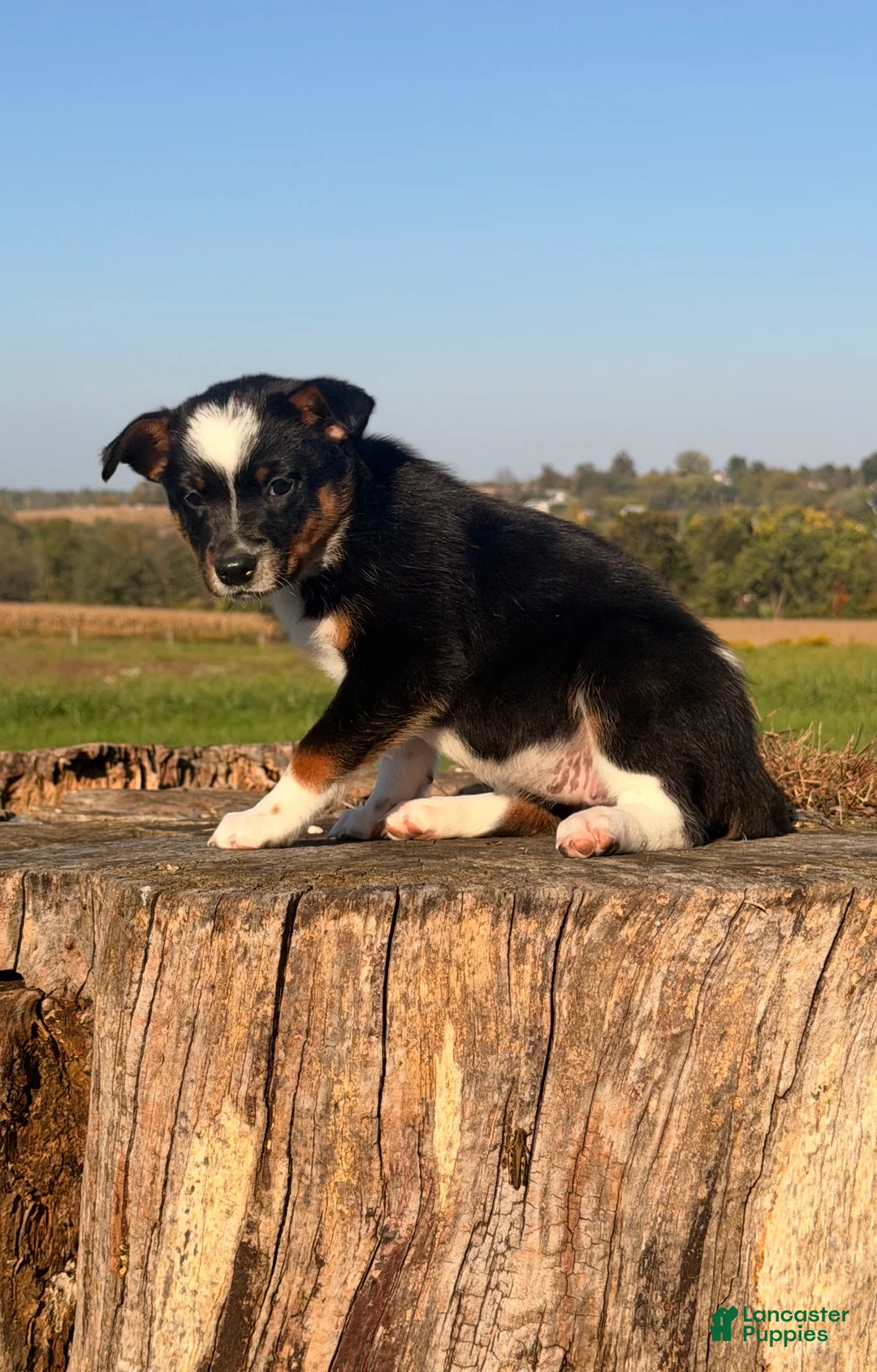 Australian Cattle Dog dogs for sale: Sundance  - Ad 3