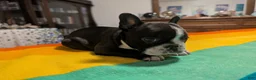 Frenchton dogs for sale: Dianna - Ad 4