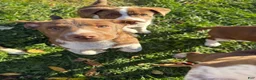 Mixed Breed dogs for sale: Blue - Ad 4