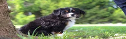 Bernese Mountain Dog dogs for sale: Spencer - Ad 7