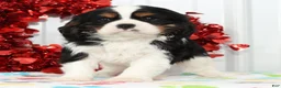Cavalier King Charles Spaniel dogs for sale: Frisky - Ad 3