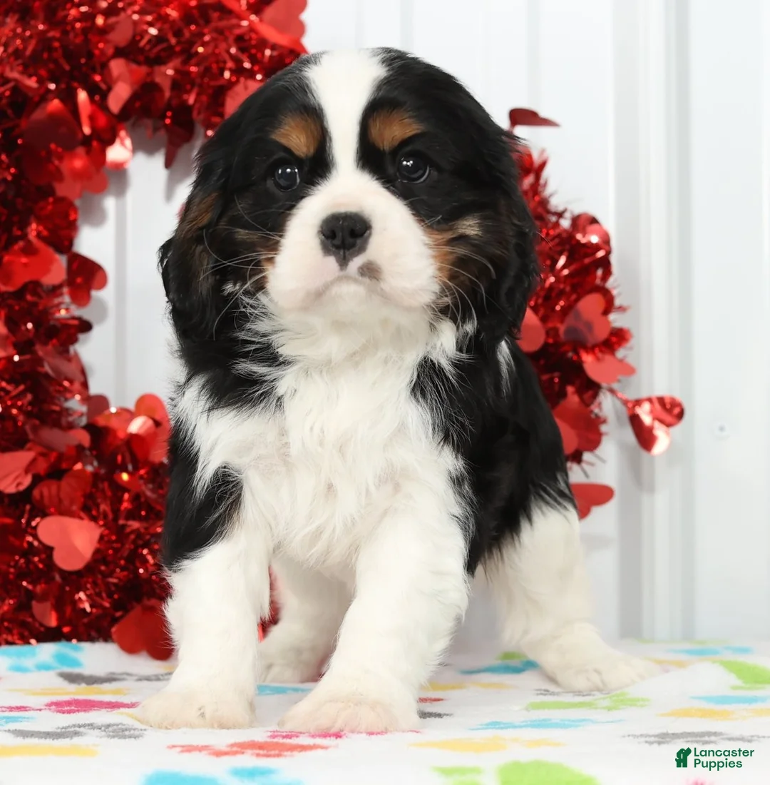 Cavalier King Charles Spaniel dogs for sale: Frisky - Ad 3