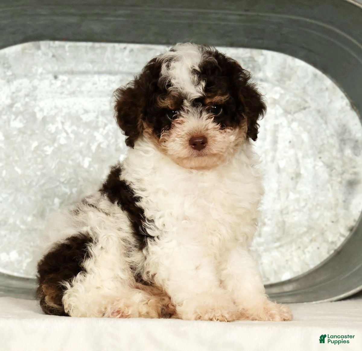 Miniature Poodle dogs Patches - Ad 2