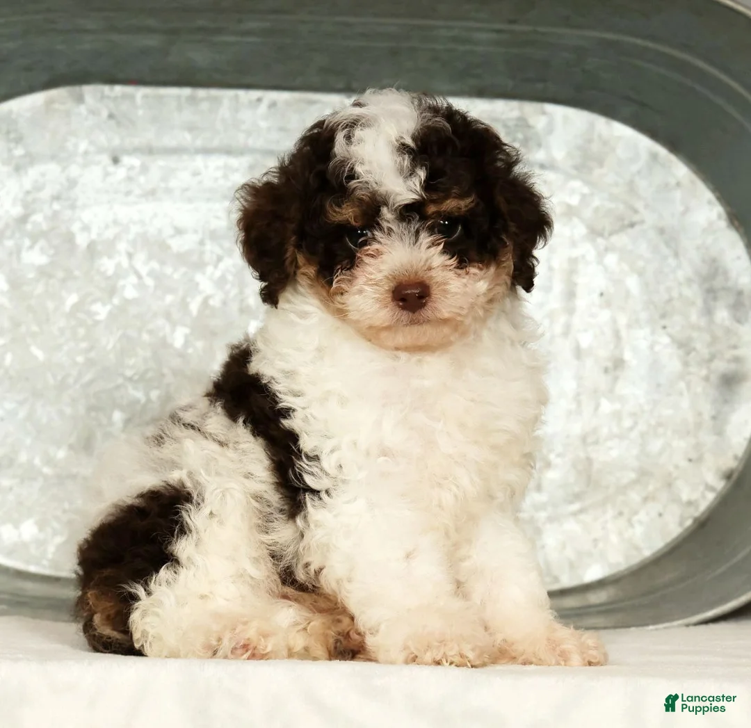 Miniature Poodle dogs for sale: Patches - Ad 2