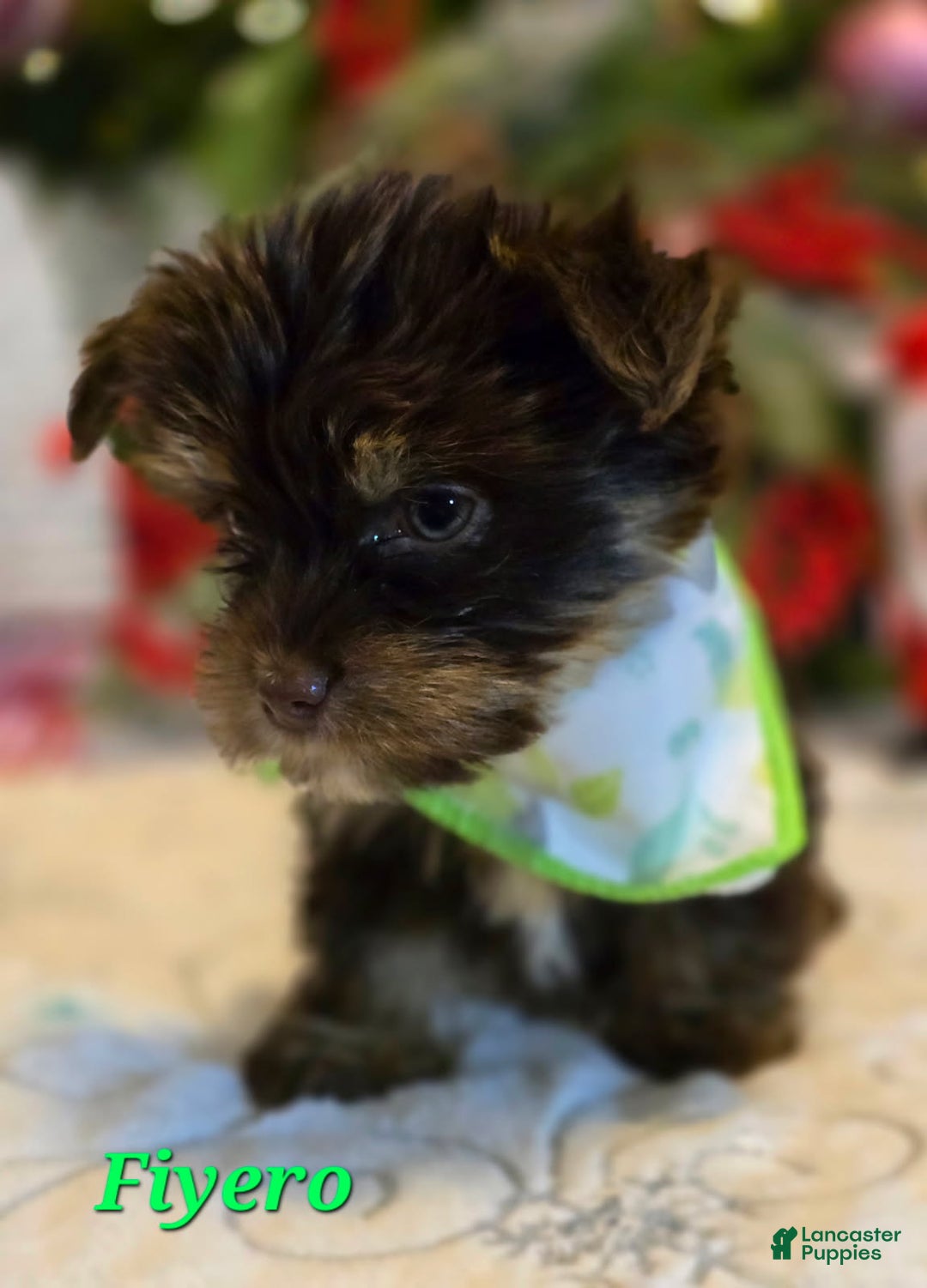 Yorkshire Terrier dogs for sale: Fiyero - Boy - Ad 1