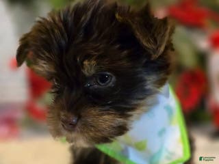 Yorkshire Terrier dogs Fiyero - Boy - Ad 7