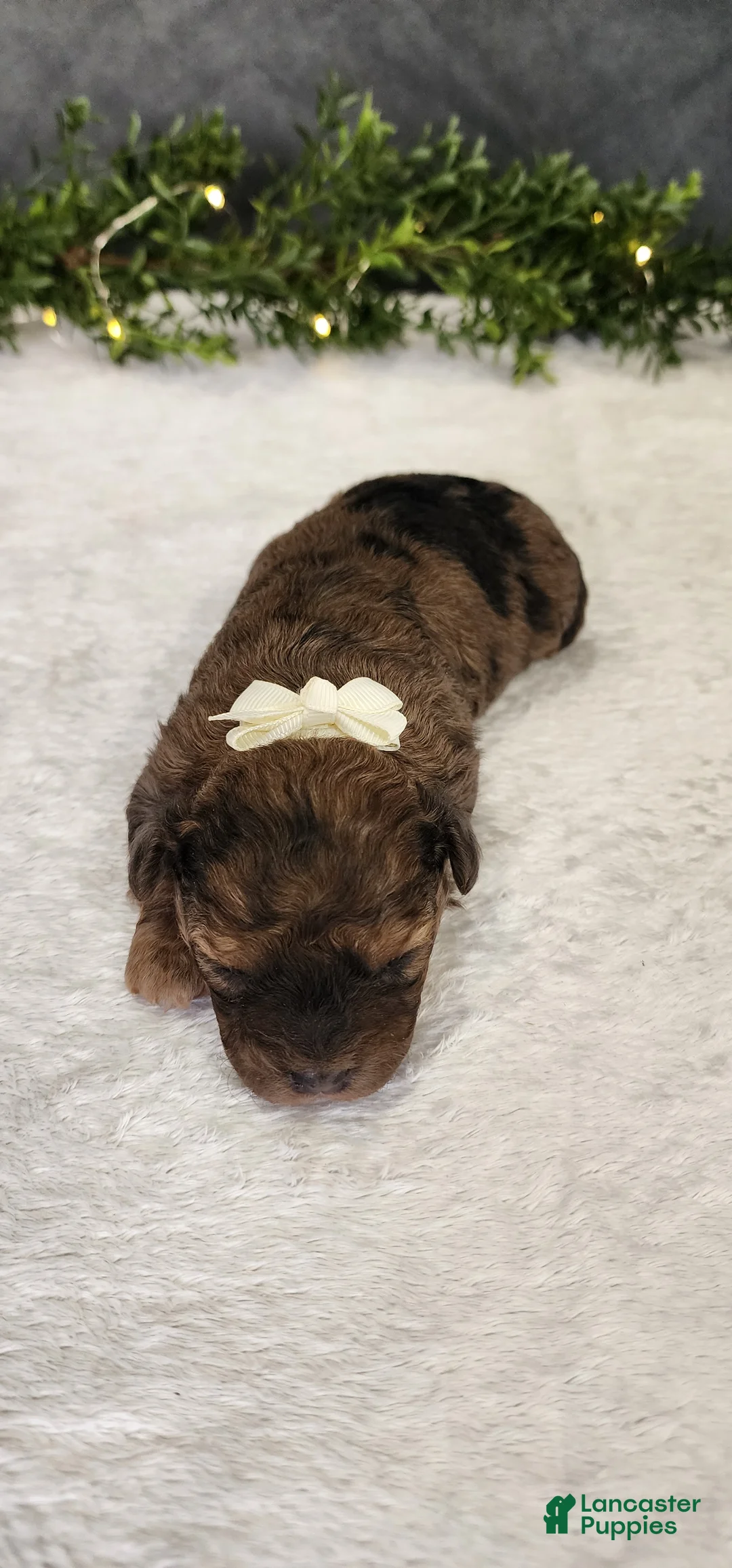 Miniature Poodle dogs for sale: Joy - Ad 2