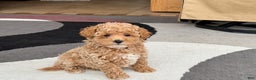 Maltipoo dogs for sale: Maltipoo male 2 - Ad 2