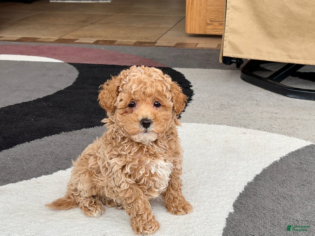 Maltipoo dogs for sale: Maltipoo male 2 - Ad 2