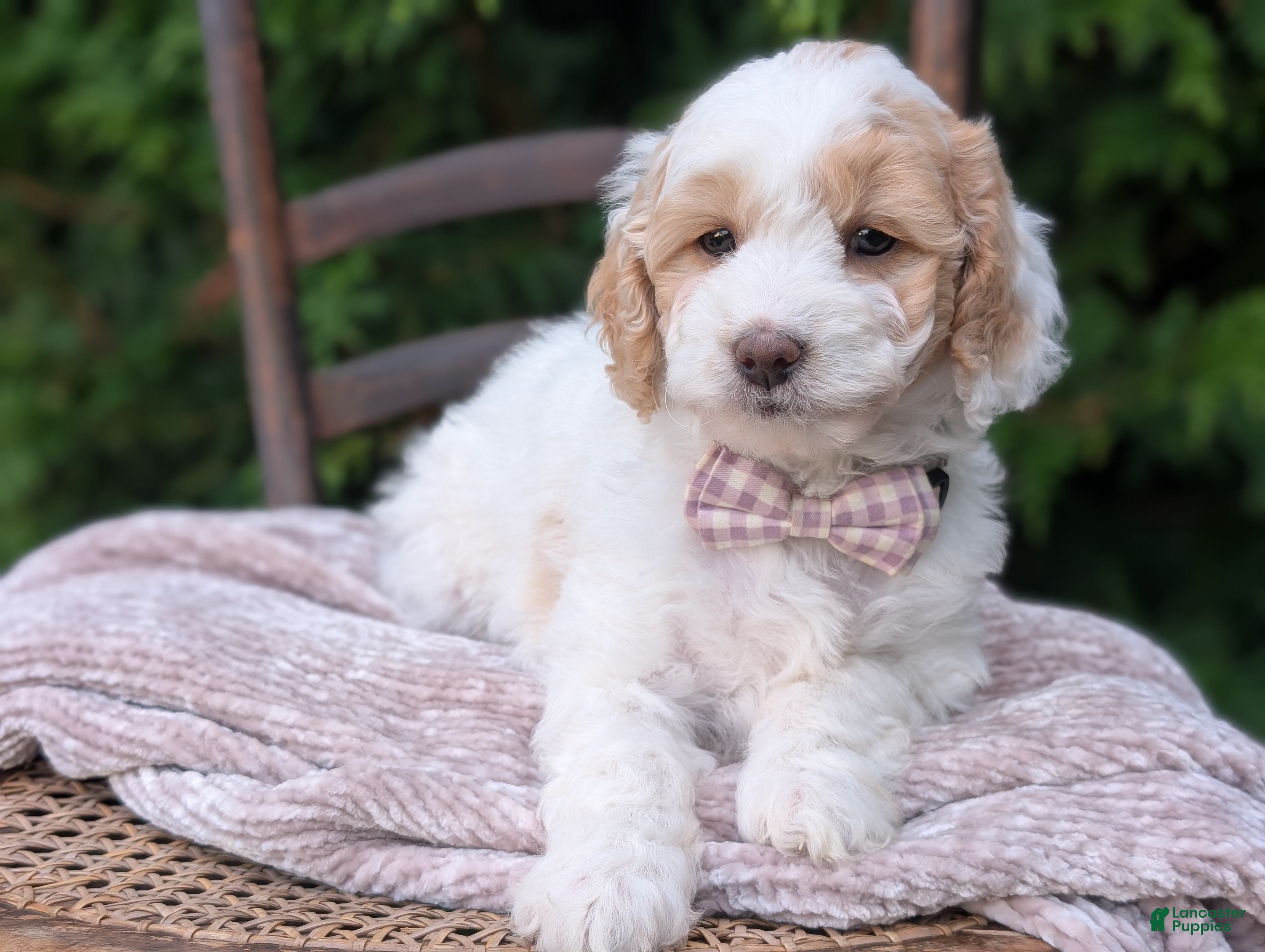 Mini Goldendoodle dogs Princess - Ad 1