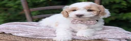 Mini Goldendoodle dogs for sale: Princess - Ad 12