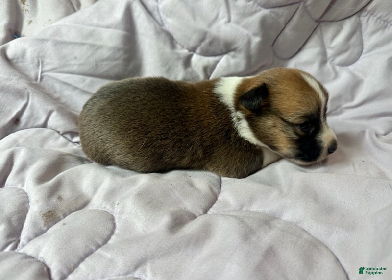 American Corgi dogs Sable male - Ad 2