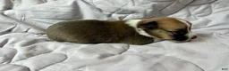 American Corgi dogs for sale: Sable male - Ad 2