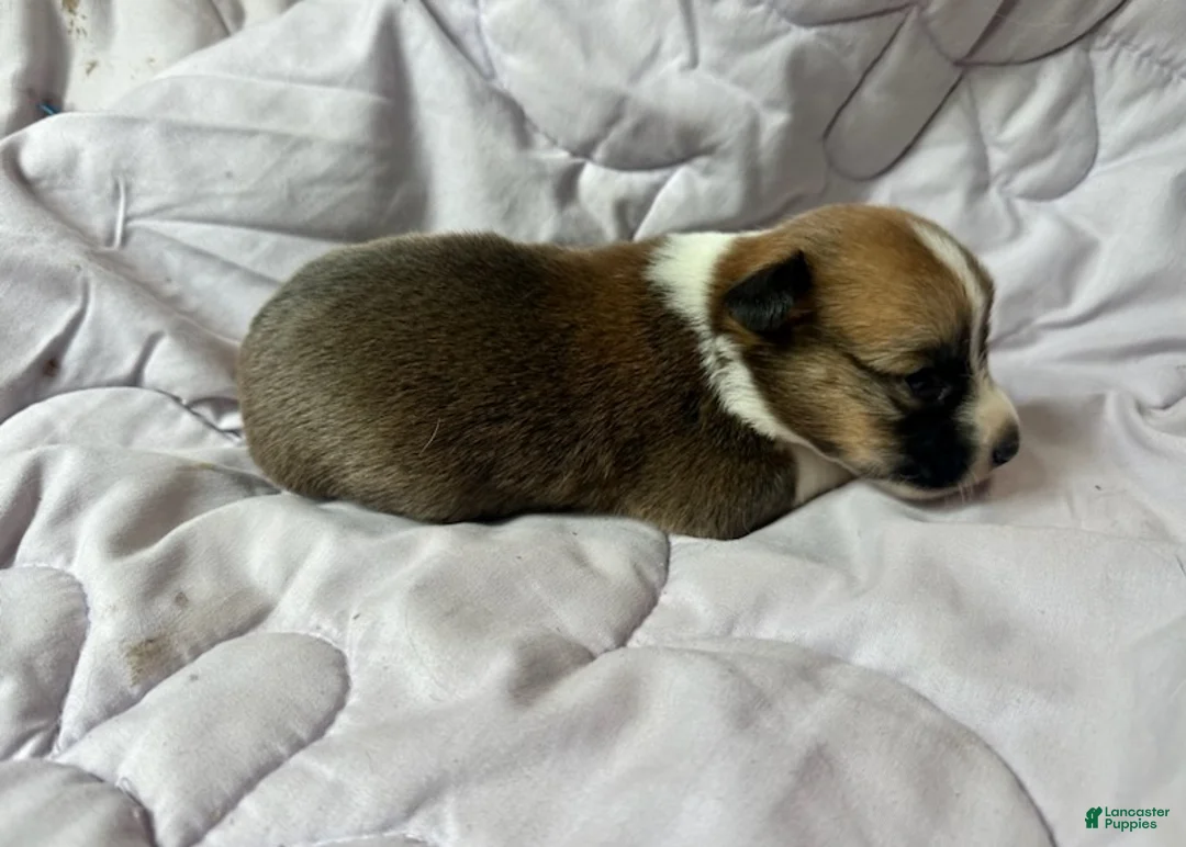 American Corgi dogs for sale: Sable male - Ad 2