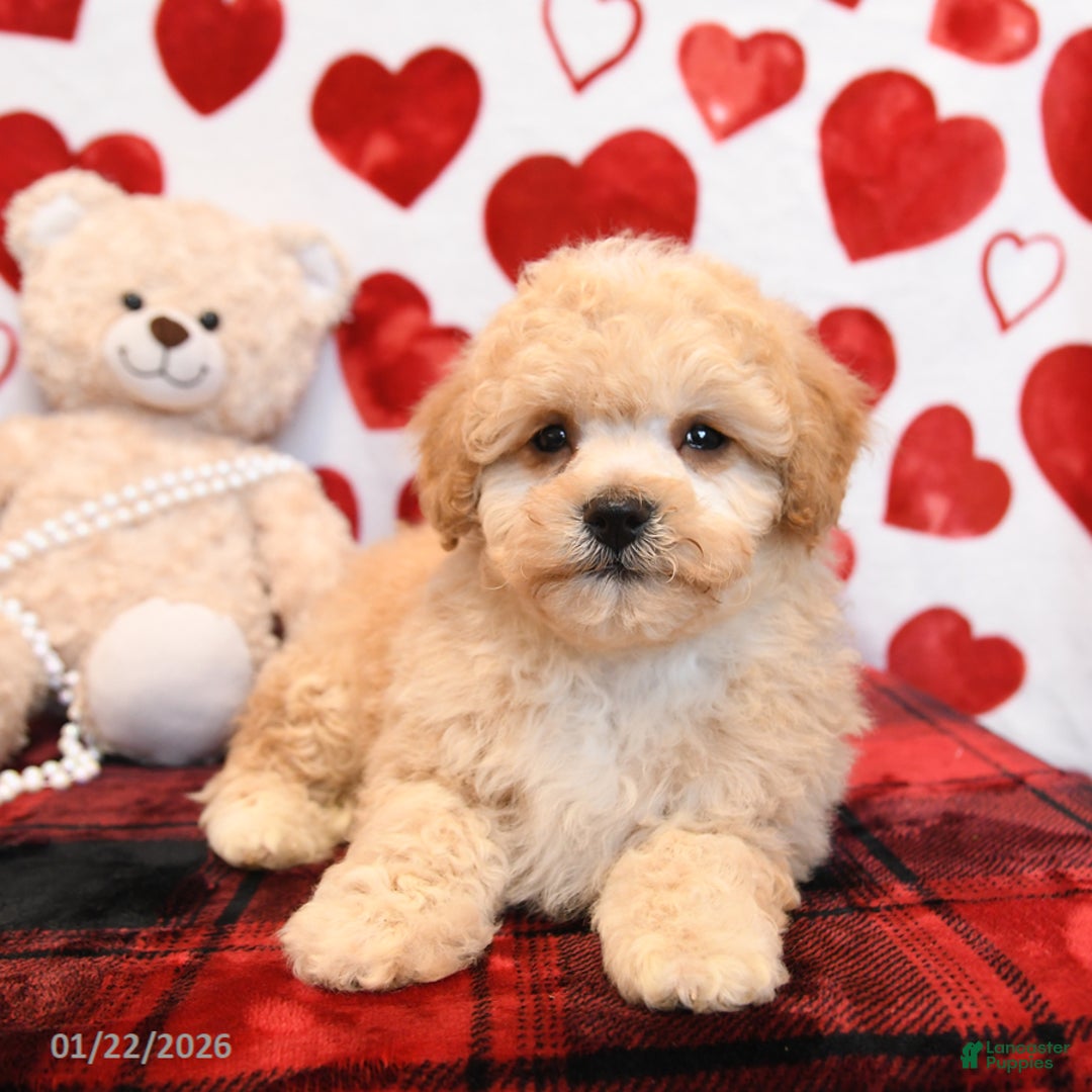 Bichpoo dogs for sale: Pudding - Ad 3