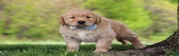 Golden Retriever dogs for sale: Loki - Ad 2