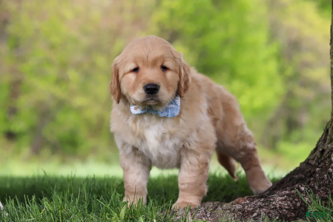 Golden Retriever dogs for sale: Loki - Ad 2