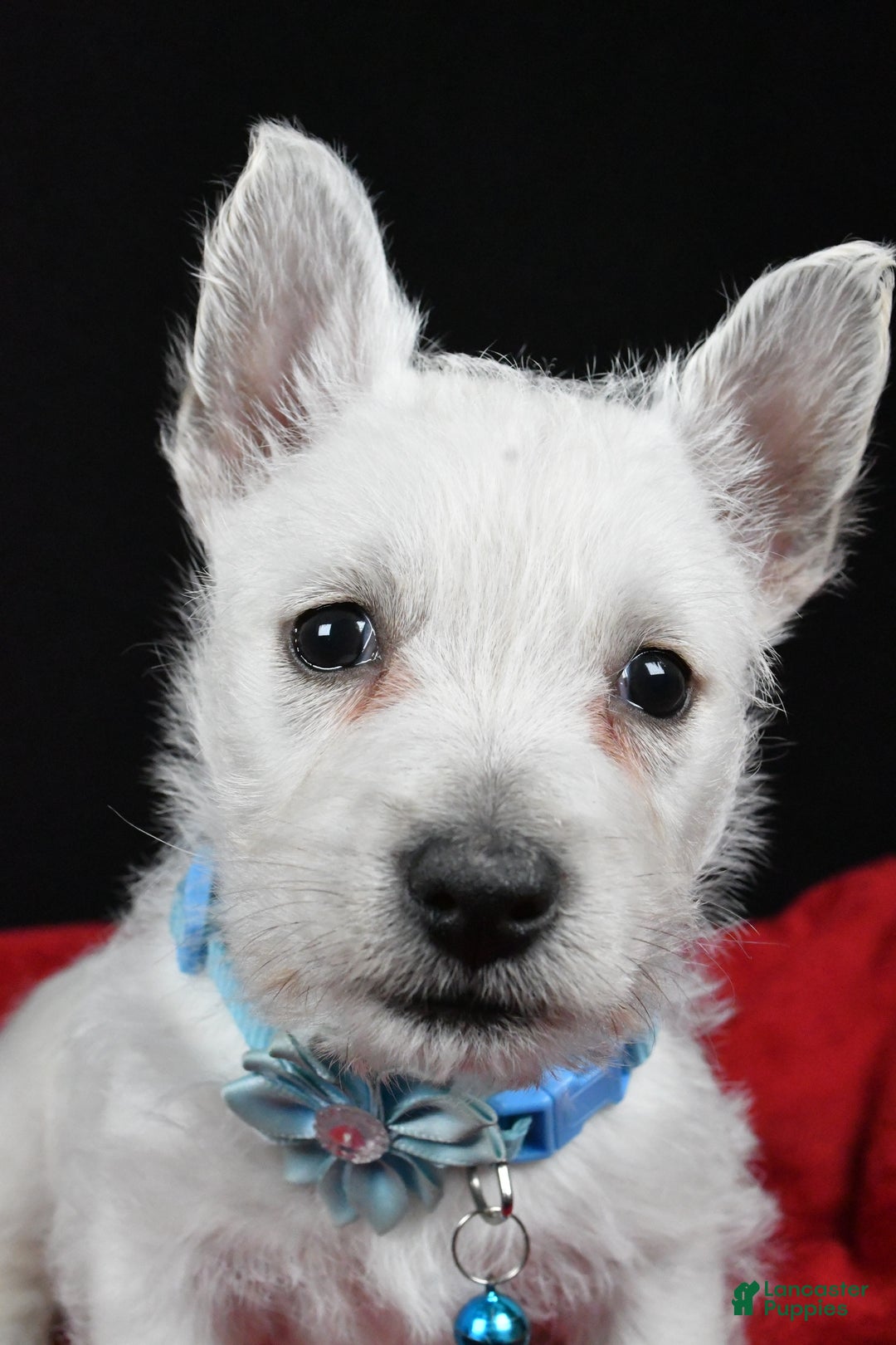 West Highland Terrier dogs for sale: Eva - Ad 10