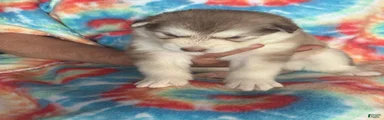 Alaskan Malamute 4