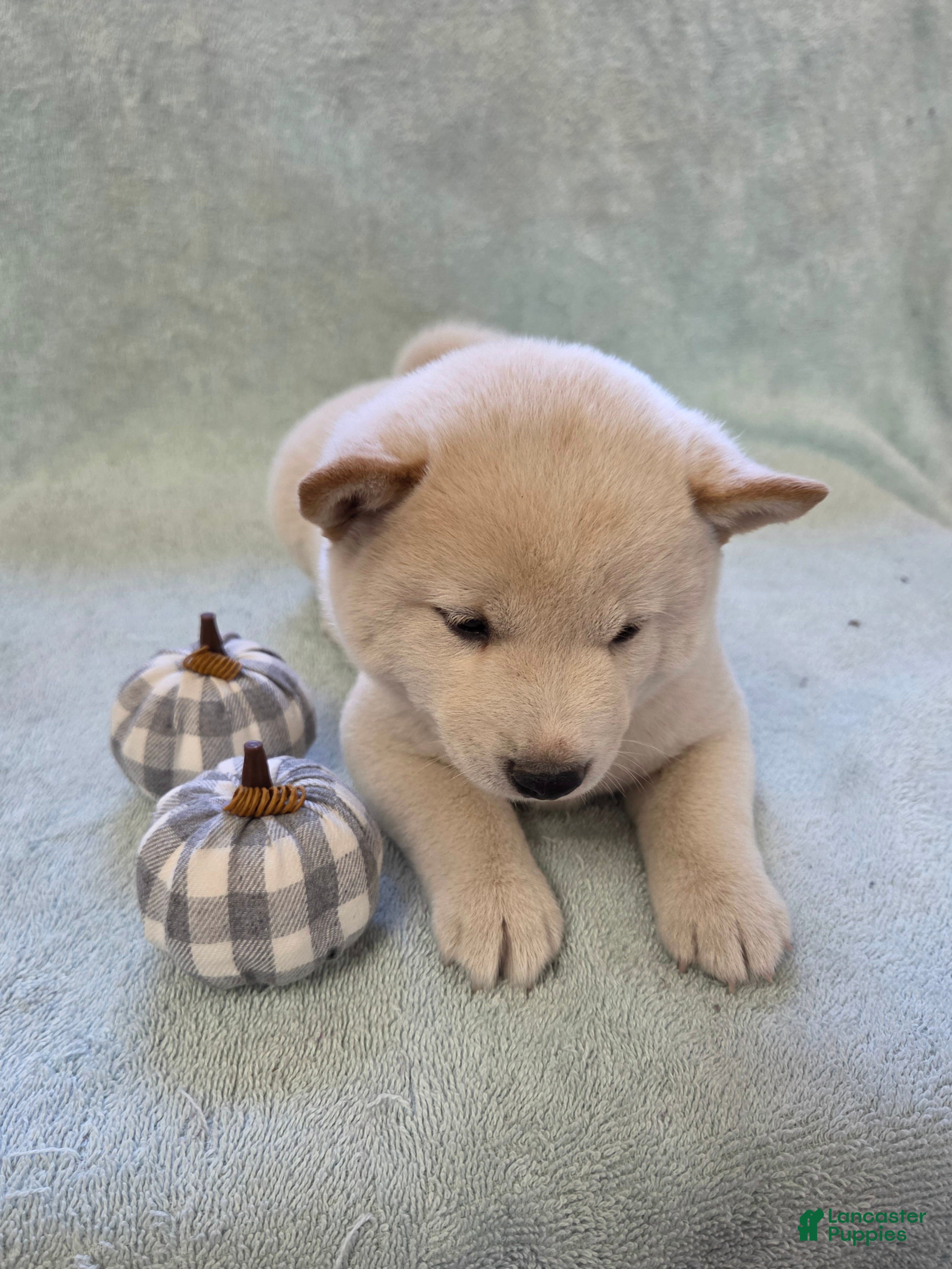 Shiba Inu dogs for sale: Pumpkin - Ad 2