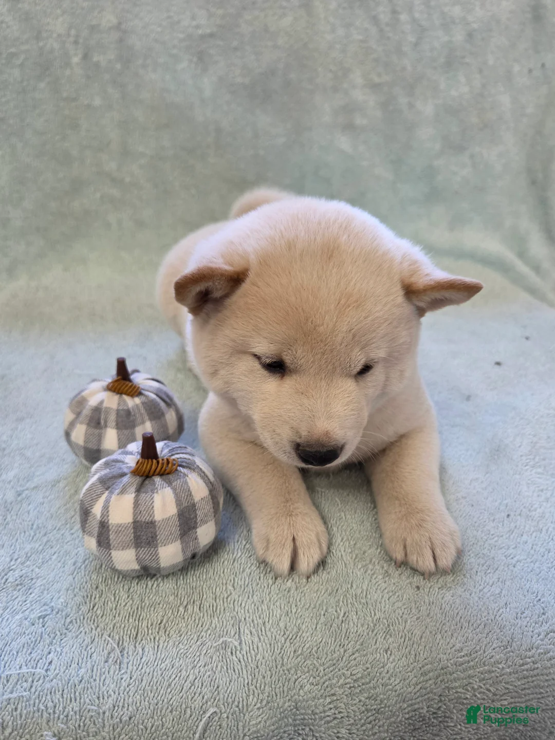 Shiba Inu dogs for sale: Pumpkin - Ad 2