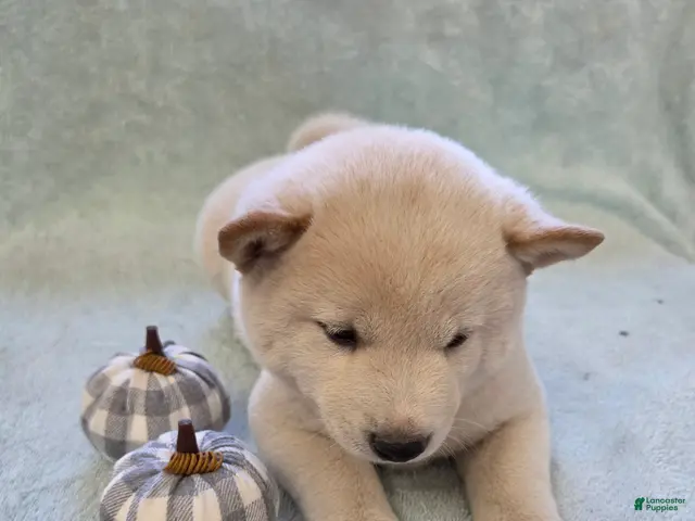Shiba Inu dogs for sale: Pumpkin - Ad 2