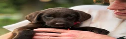 Labrador Retriever dogs for sale: Labrador Retriever 1 - Ad 5