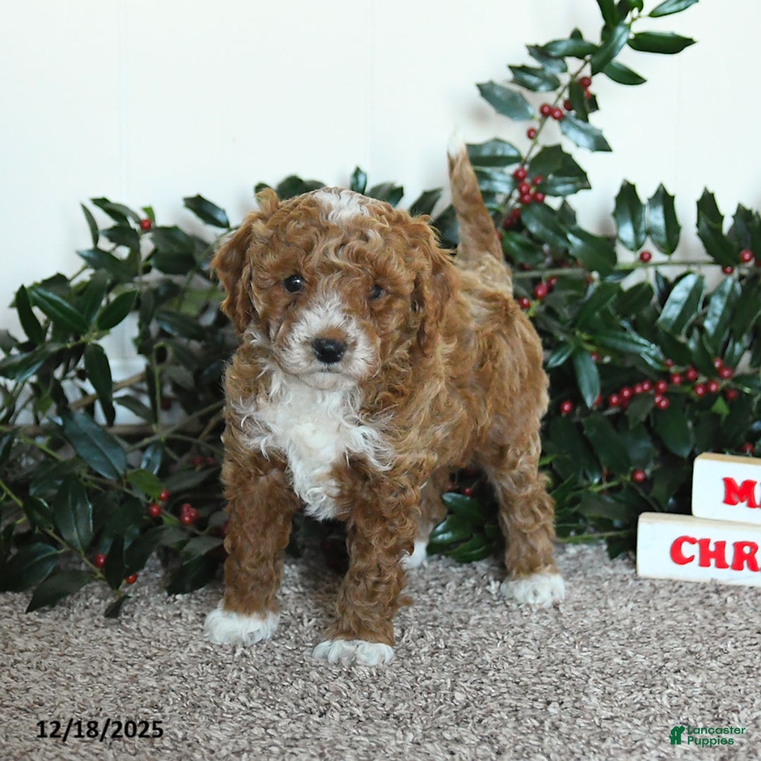 Mini Goldendoodle dogs for sale: Kip   - Ad 4