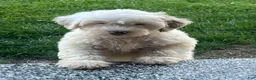 Mini Aussiedoodle dogs for sale: Fizz Mini Aussiedoodle  - Ad 5