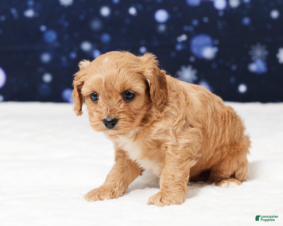 Cavapoo dogs for sale: Sheila - Ad 5