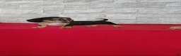 Miniature Dachshund dogs for sale: Stacy - Ad 8
