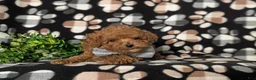 Toy Poodle dogs for sale: Eli 7 lbs Full Grown - Ad 7