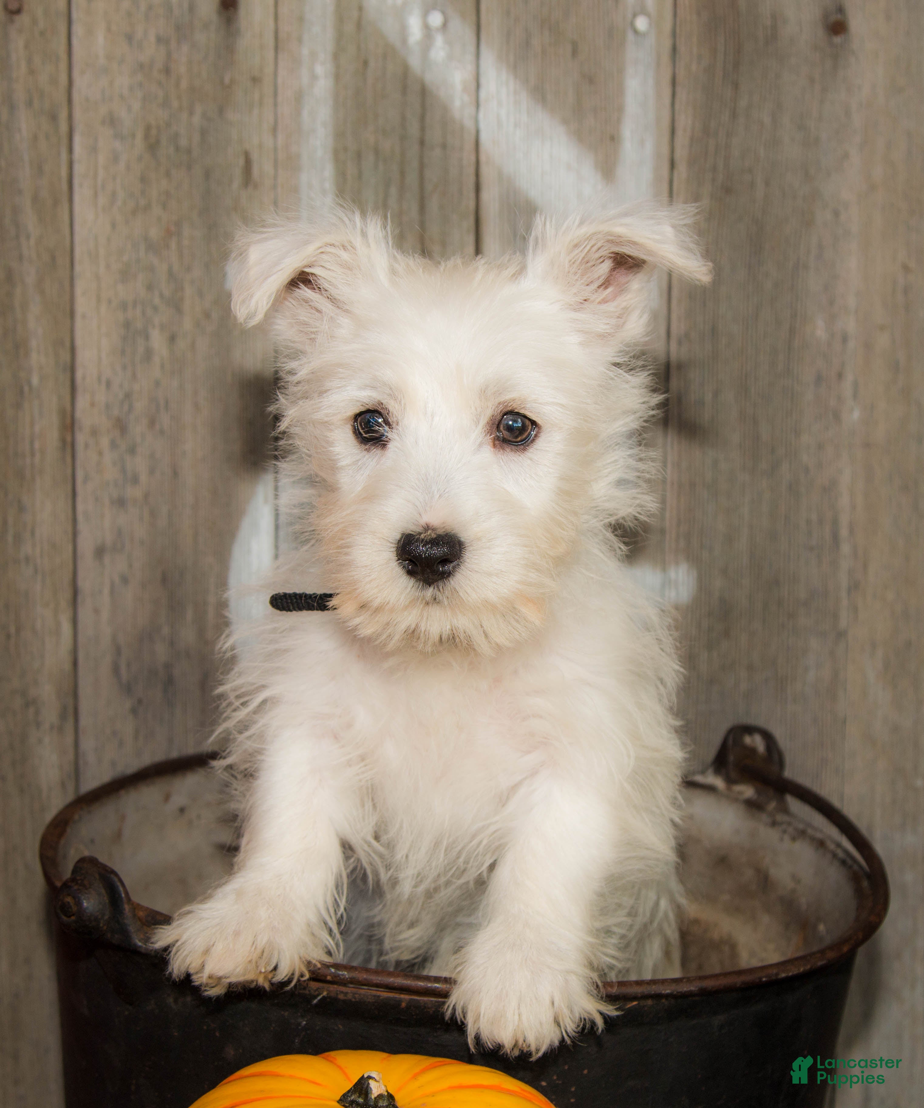 West Highland Terrier dogs for sale: Autumn - Ad 1
