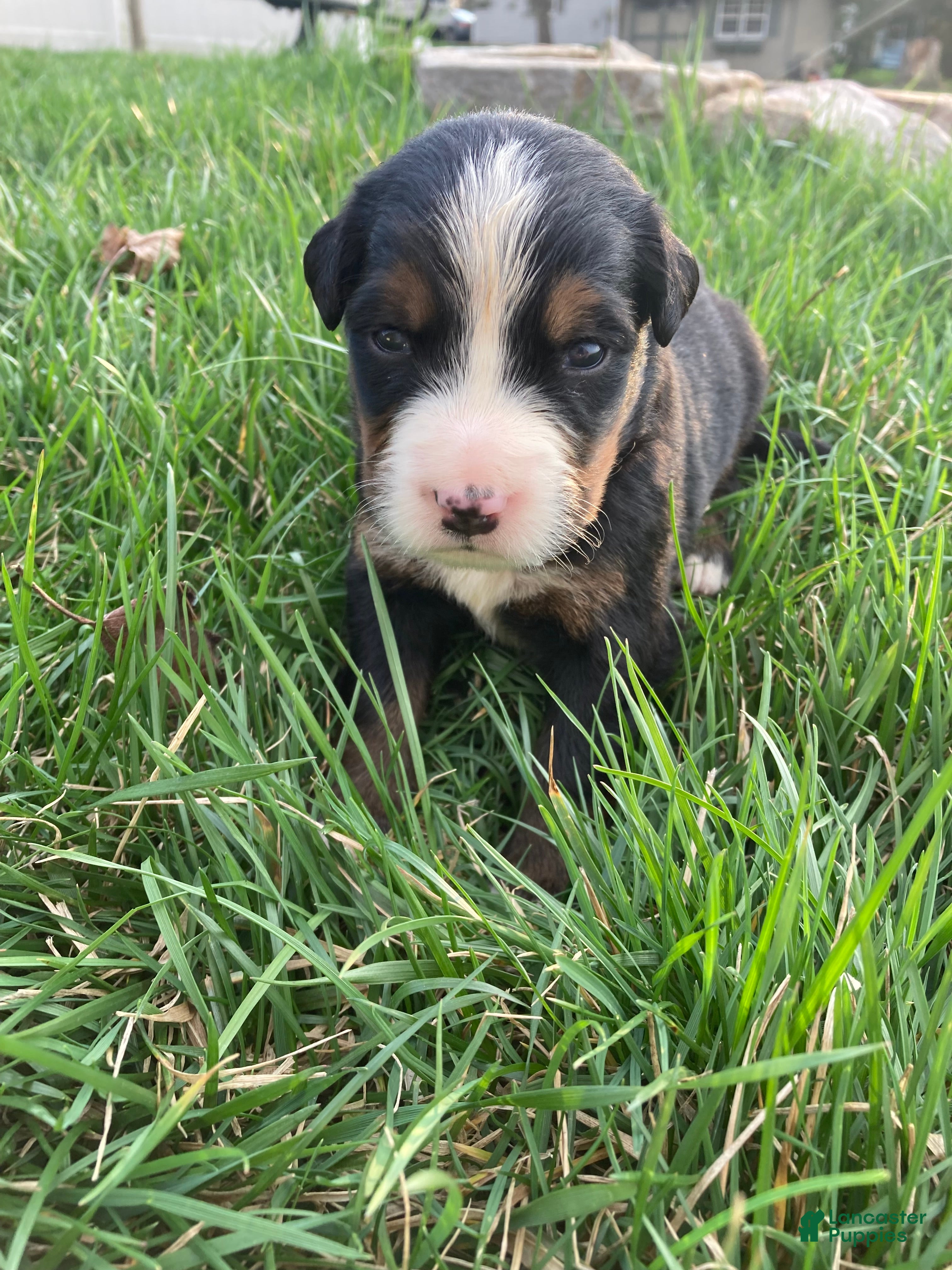 Bernese Mountain Dog dogs Ginger - Ad 1