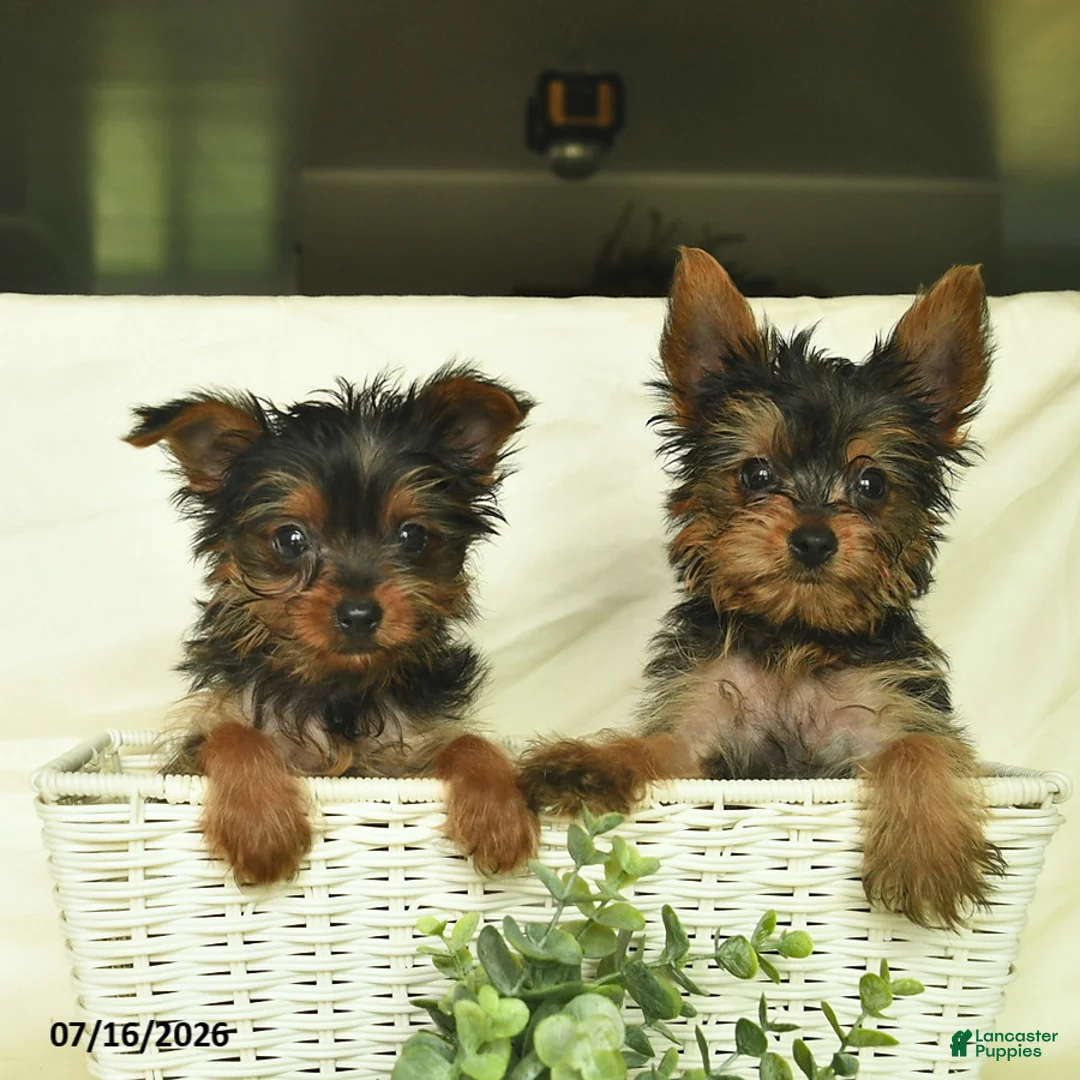 Yorkshire Terrier dogs for sale: Blazer  - Ad 5
