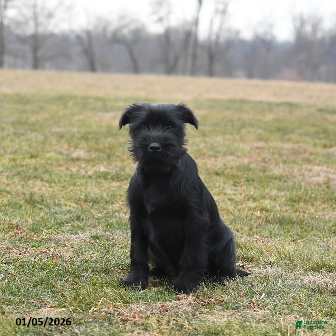 Standard Schnauzer dogs for sale: Prince   - Ad 2