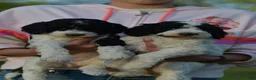 Standard Poodle dogs for sale: Raven, Standard Poodle Puppy 7 - Ad 9