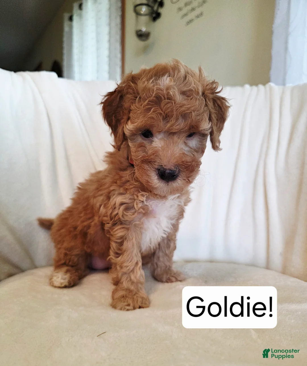 Irish Doodle dogs for sale: MISS GOLDIE  - Ad 2