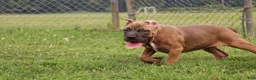 Cane Corso dogs for sale: Aries  - Ad 26