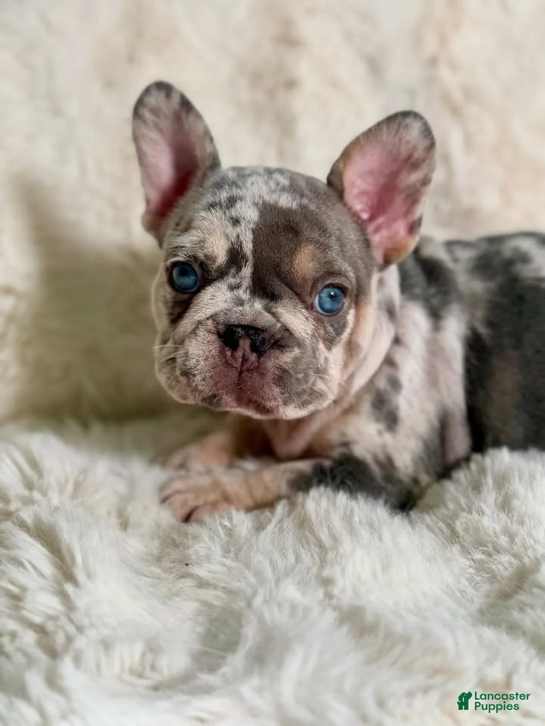 French Bulldog dogs for sale: French Bulldog 4 - Ad 2