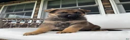 German Shepherd dogs for sale: Clarke - Ad 6
