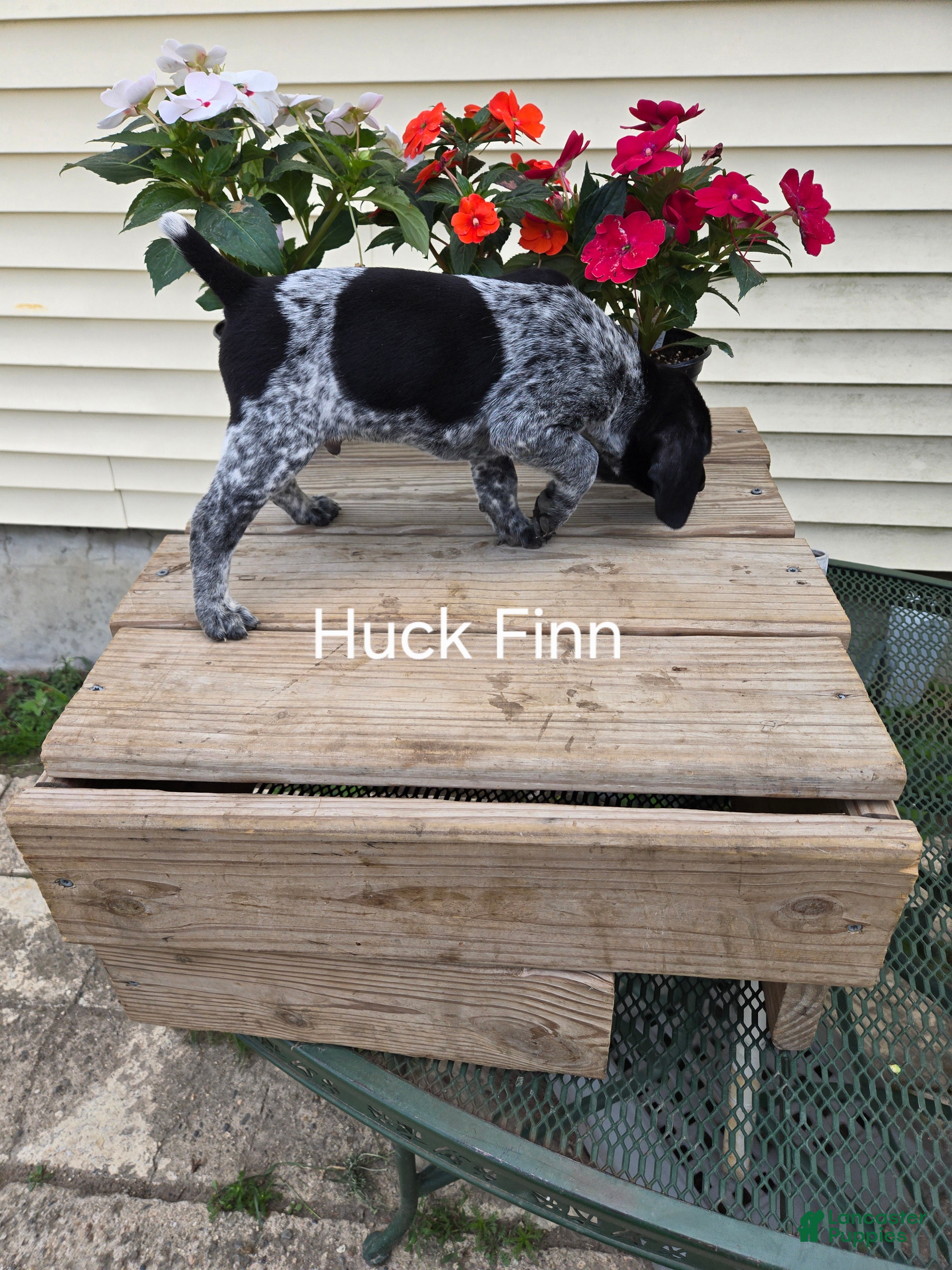 German Shorthaired Pointer dogs Huck Finn  - Ad 2