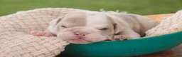 English Bulldog dogs for sale: Ted English Bulldog  - Ad 3